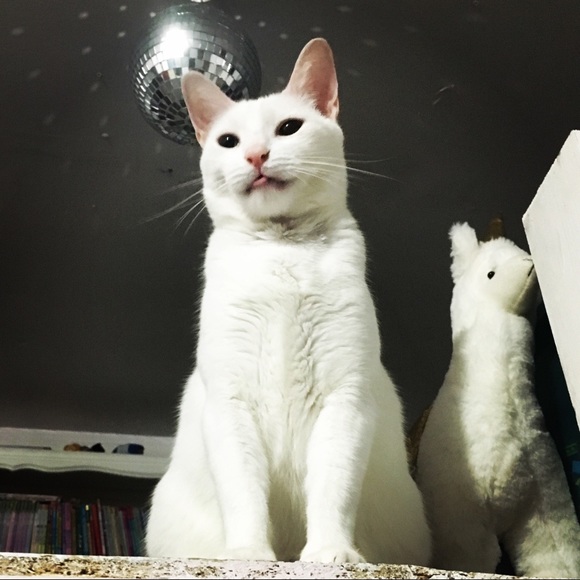 Meet your Posher, Rosalinda - Picture 7 of 7